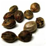 Семена марихуаны АК-47 (Seeds AK-47) в Вологде Семена марихуаны АК-47 (Seeds AK-47) в Вологде